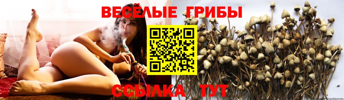 Псилоцибиновые грибы ЛСД Приморско-Ахтарск
